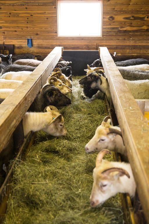 Skálinn between Gullfoss&Geysir - Myrkholt Farm Haukadalur Eksteriør bilde