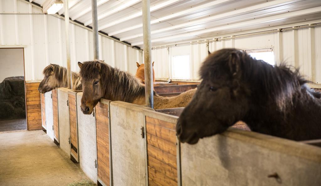 Skálinn between Gullfoss&Geysir - Myrkholt Farm Haukadalur Eksteriør bilde