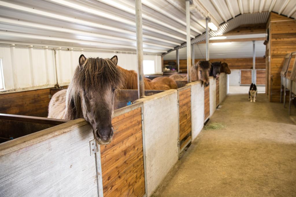 Skálinn between Gullfoss&Geysir - Myrkholt Farm Haukadalur Eksteriør bilde
