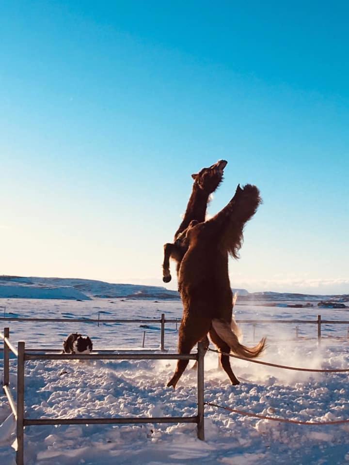 Skálinn between Gullfoss&Geysir - Myrkholt Farm Haukadalur Eksteriør bilde