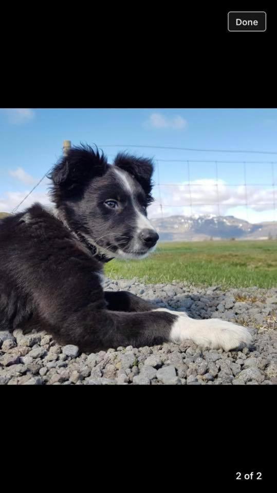 Skálinn between Gullfoss&Geysir - Myrkholt Farm Haukadalur Eksteriør bilde